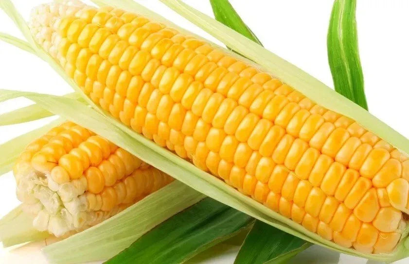 Sweet Golden Bantam Corn Seeds - 120+ Heirloom Organic Non-GMO - Fresh Sweet Corn Seeds (Zea mays)