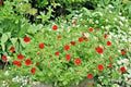 Scarlet Cinquefoil Seeds - 100+ Potentilla Fruticosa - Native Perennial Compact Flowering Shrub