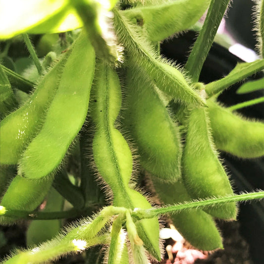 Bulk Midori Giant Edamame Soybean Seeds | Asian Vegetable Variety | Glycine max | 2025 Harvest