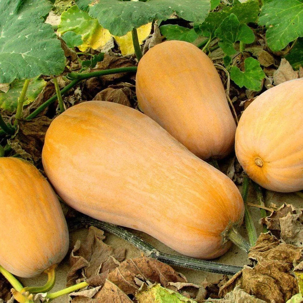 Waltham Butternut Squash Seeds - 20+ Count - Heirloom Variety for 2025 Planting - Cucurbita moschata