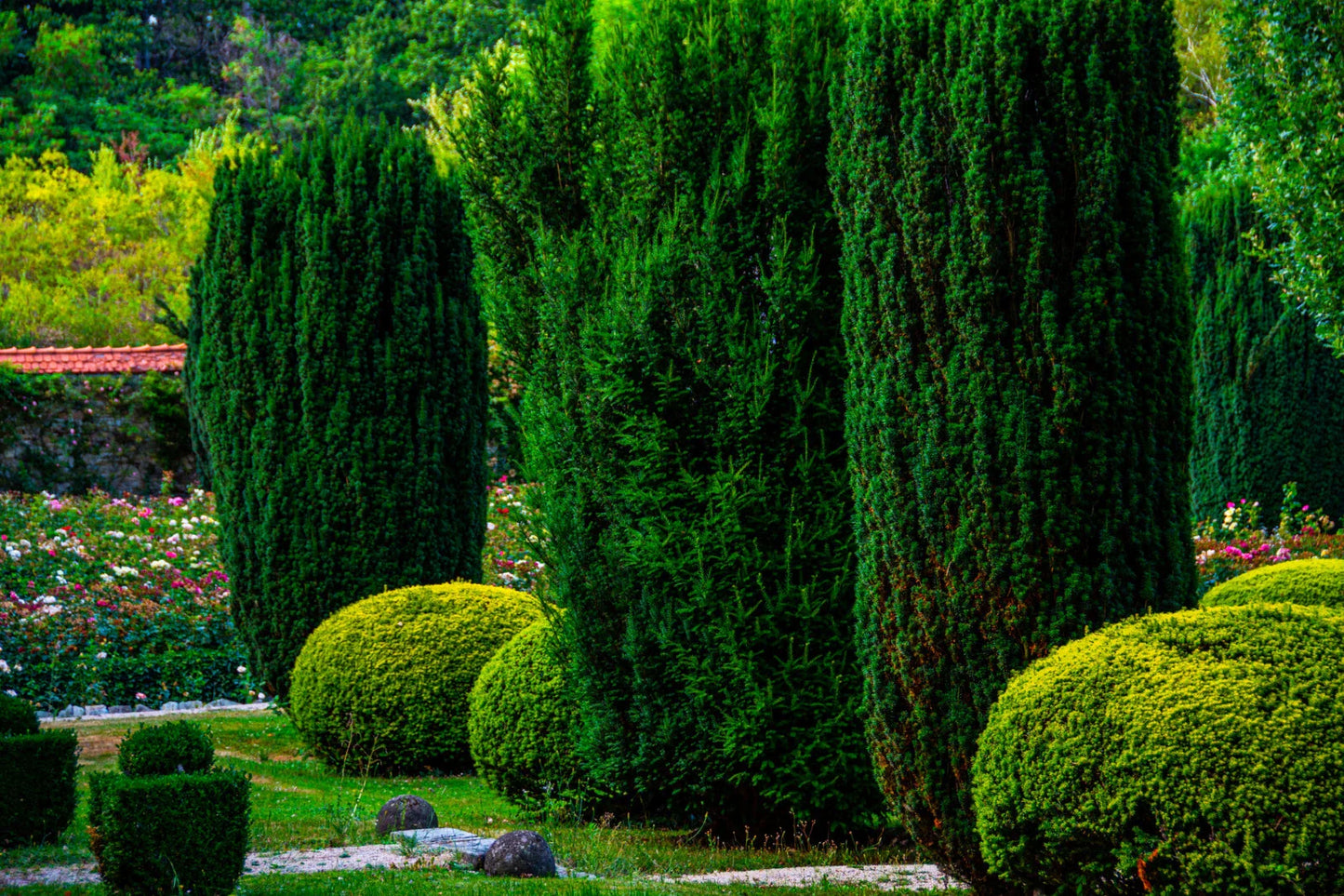 Italian Cypress Seeds - 50+ Count - Cupressus sempervirens - Fast Growing Cedar Tree Seeds - Free Shipping USA