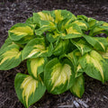 Hosta Plant in 5.25" Pot | Etched Glass | Well-Rooted Perennial | Proven Winners