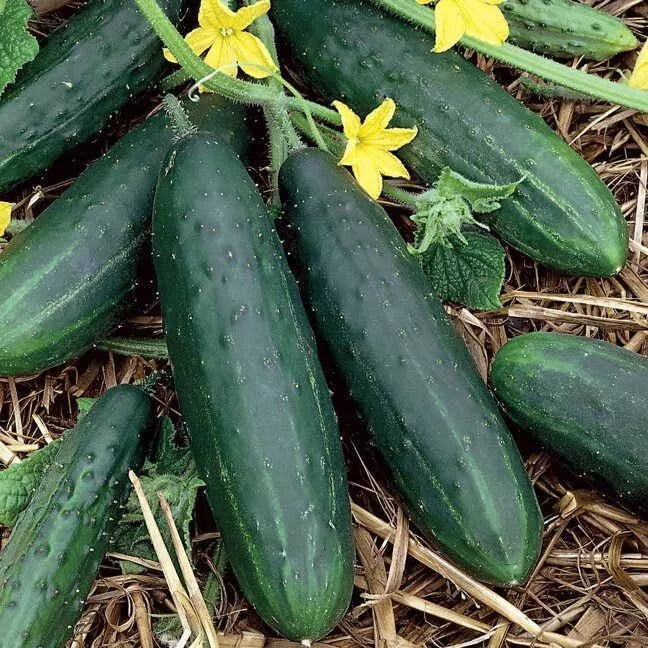 Spacemaster 80 Cucumber Seeds - 100+ Heirloom Organic NON-GMO - Fresh Gardening Seeds (Cucumis sativus)