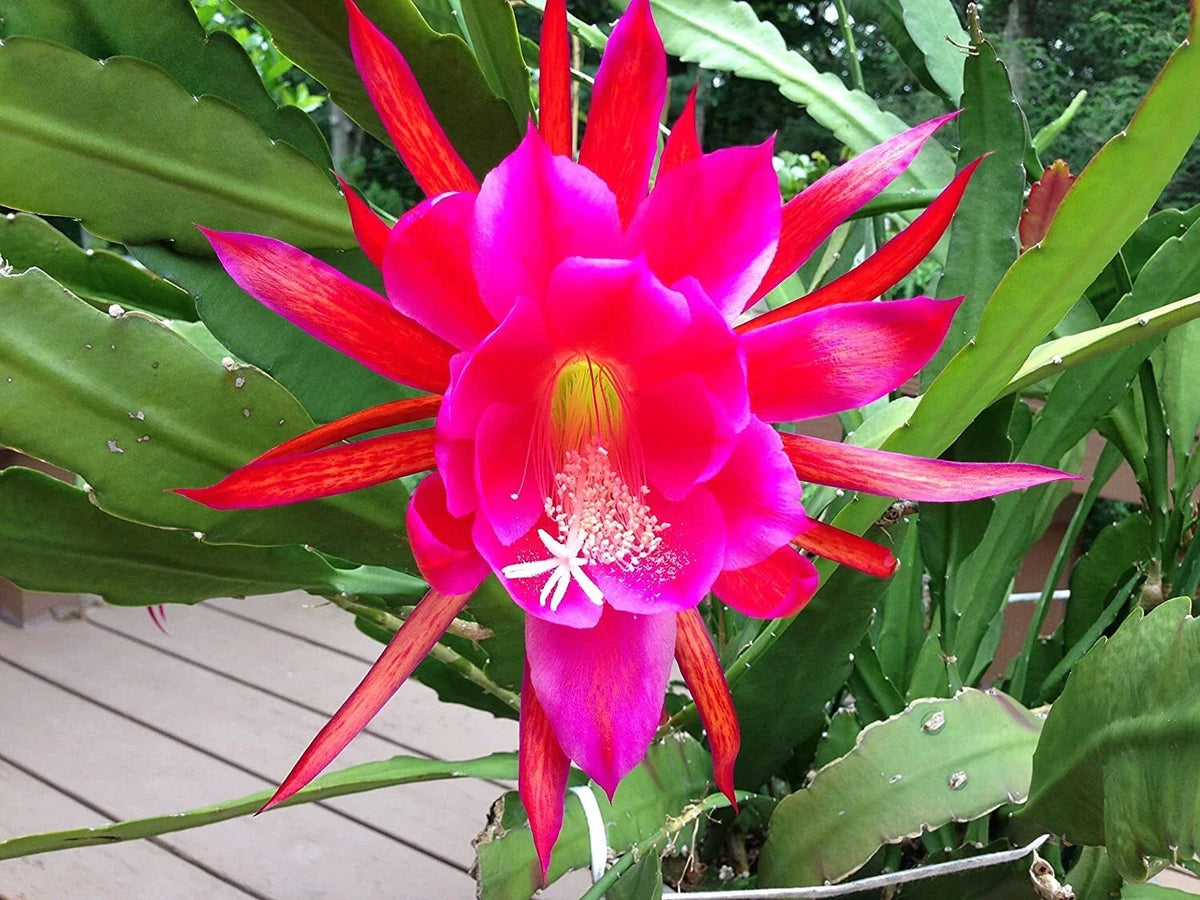 Rosy Swirl Orchid Cactus Cuttings - Epiphyllum - 2 Cuttings + Free Small Cutting - Perfect for Indoor Gardening