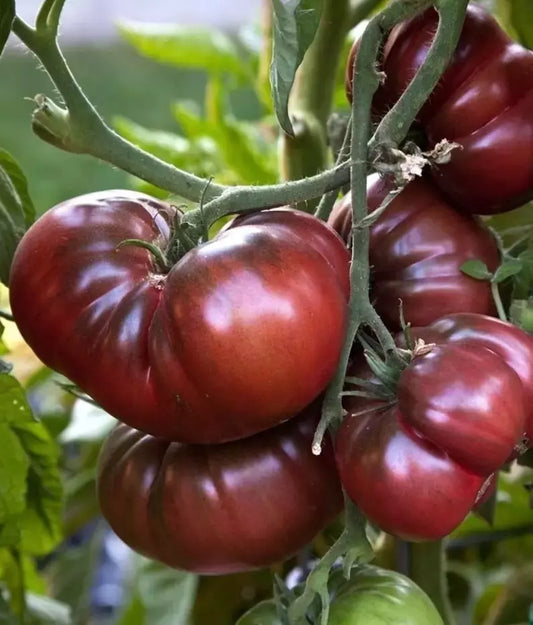 Black Brandywine Tomato Seeds - 10+ Heirloom Organic NON-GMO - Fresh Seed Pack for Gardening - Solanum lycopersicum