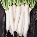 Miyashige Daikon White Japanese Radish Seeds | Heirloom Variety | Non-GMO | Raphanus sativus