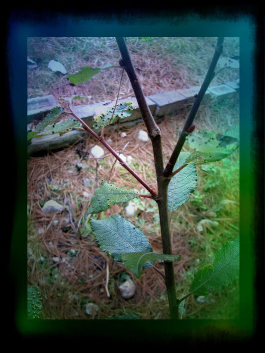 Pussy Willow Cuttings 5-7 in | Salix discolor | No Roots | Make Your Own Plants