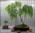 Pink Flamingo Willow Bush Cuttings - 2 Pack, Stunning Color for Bonsai (Salix integra 'Hakuro-nishiki')