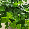 English Ivy Rooted Cuttings 4'' | Hedera helix | Live Houseplant Cuttings for Indoor Gardening