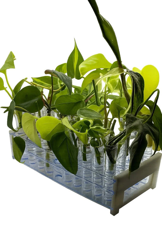 12-Pack Mystery Plant Box | Houseplants Mix | Common & Rare Varieties | Indoor Plants Collection