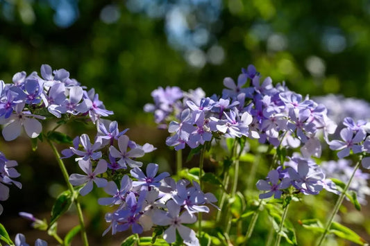 Chattahoochee Phlox Seeds - 100+ Bulk Pack for Garden Planting - Phlox paniculata - USA Grown