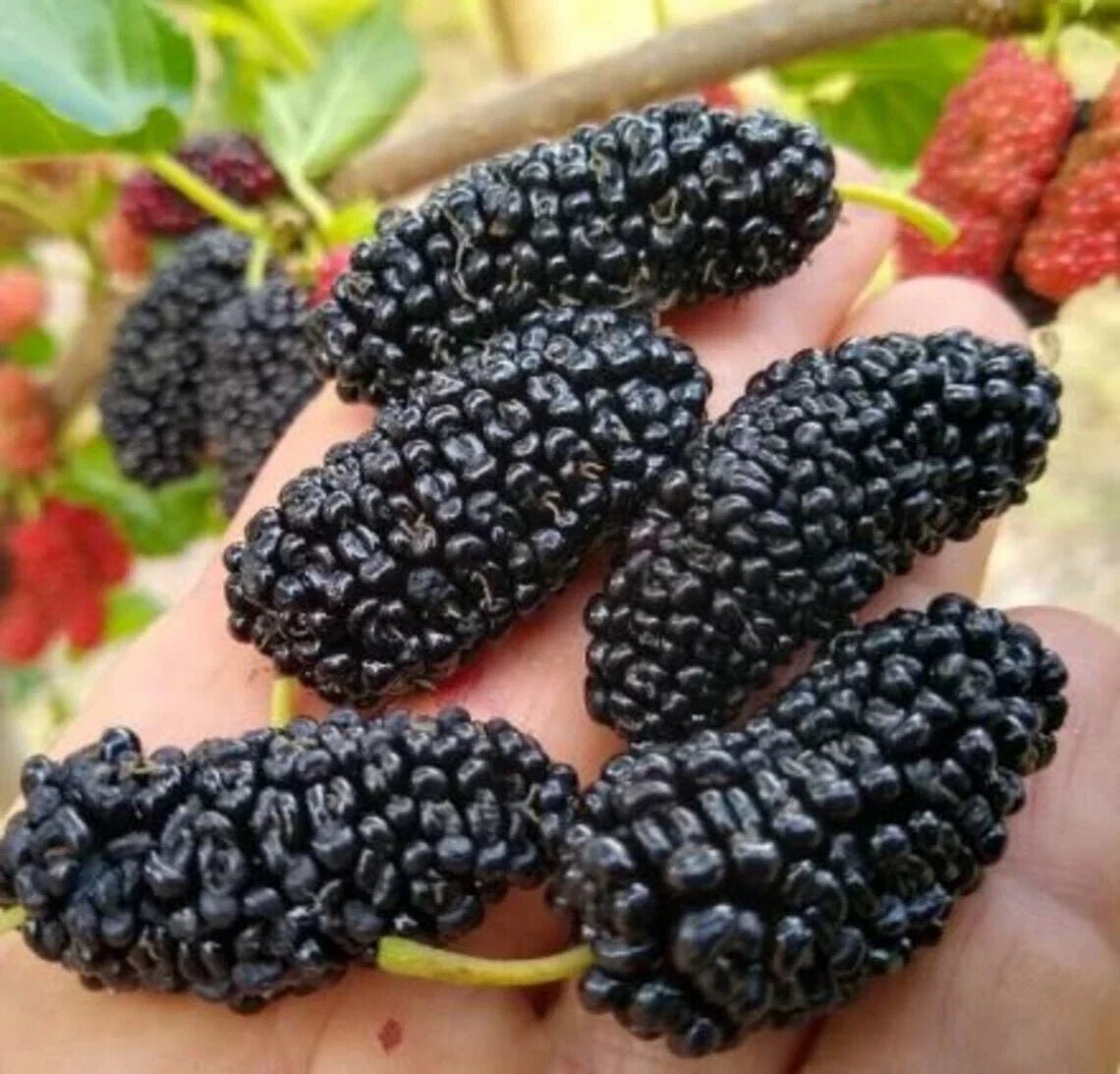 Texas Mulberry Tree Cuttings - Unrooted 7'' to 10'' - Morus microphylla - 40+ High-Quality Plant Cuttings