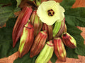 Texas Hill Country Red Okra Seeds - 25+ Heirloom Non-GMO Fresh Seeds for Planting (Abelmoschus esculentus)