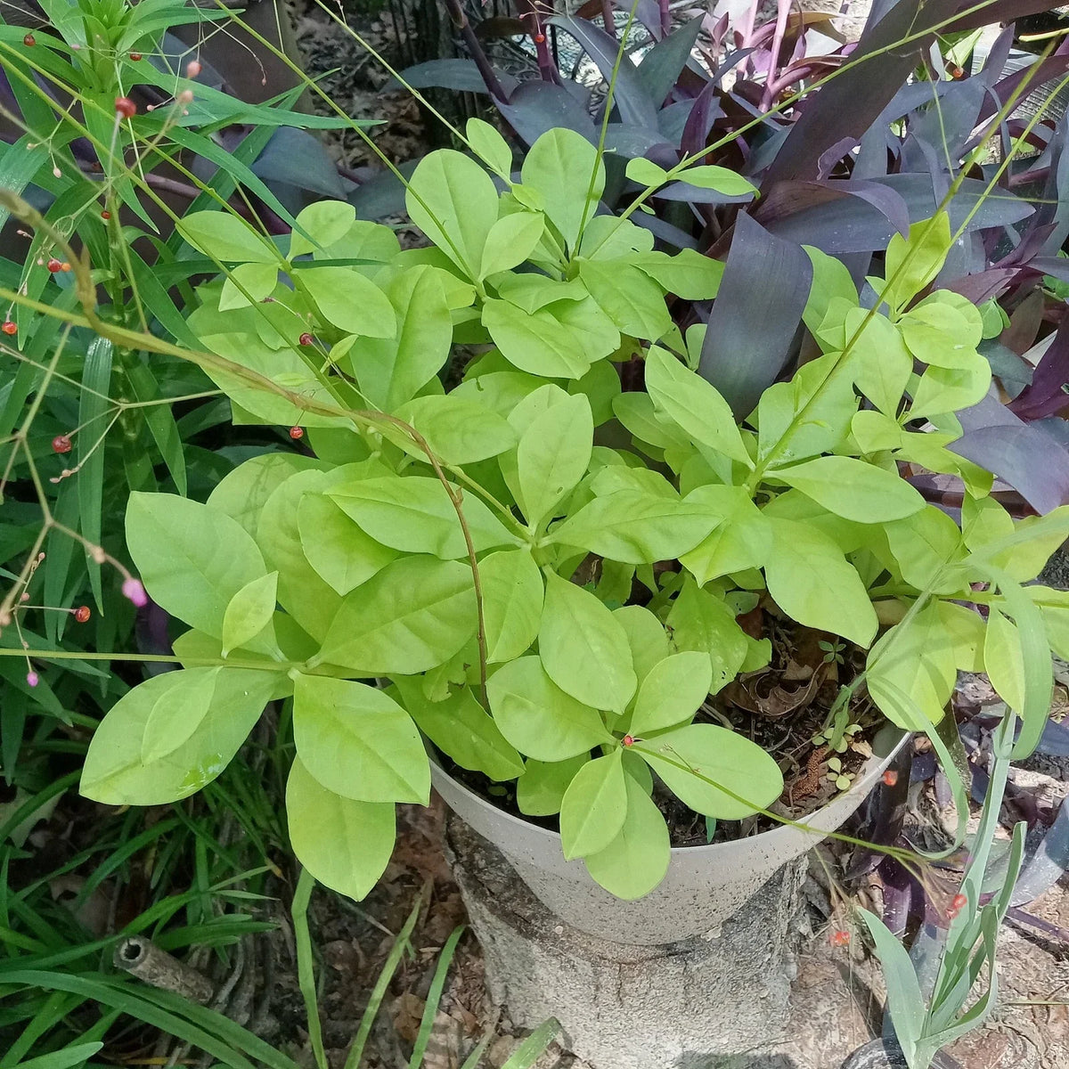 Talinum Paniculatum Jewels of Opar - 3 Live Well-Rooted Plants - Easy Care Ground Cover for Gardens