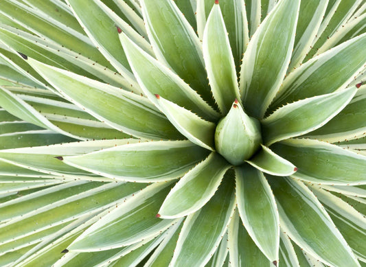Agave Seed Mix for Planting - 50 Seeds - Drought-Tolerant Succulents - Agave spp. - Ships from Iowa, USA