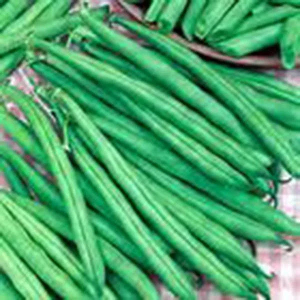 Tendergreen Bush Bean Seeds - Heirloom Variety, 100+ Seeds, Great Tasting and Healthy - Ideal for Home Gardening