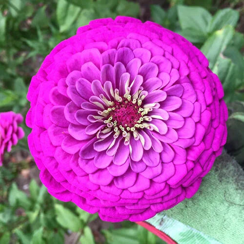 Purple Prince Zinnia Seeds | Giant Purple Flowers | Zinnia elegans | Free Shipping