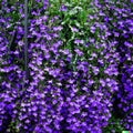 Purple Trailing Lobelia Flower Seeds - 600+ Count | Ground Cover Plant | Ideal for Baskets | Lobelia erinus