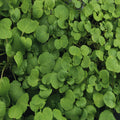 True Watercress Seeds | 1,000 Heirloom Non-GMO Seeds | Nasturtium officinale