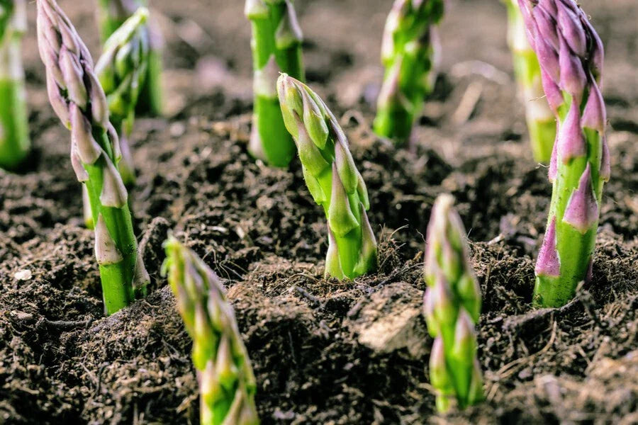 4 Potted Jersey Knight Asparagus Plants - 3 Year Old Roots - Asparagus officinalis