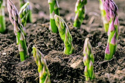4 Potted Jersey Knight Asparagus Plants - 3 Year Old Roots - Asparagus officinalis