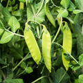 Oregon Sugar Pod II Snow Pea Seeds - Heirloom, NON-GMO, Organic Gardening, Pisum sativum