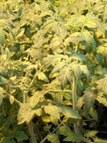 Mortgage Lifter Tomato Live Plants - Lot of 2 - 6 to 10 Inches - Solanum lycopersicum