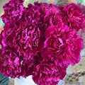 Southern Pink Carnation Seeds - 200+ Premium Seeds for Garden Planting - Dianthus caryophyllus - USA