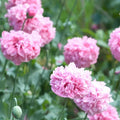 Pale Rose Poppy Seeds - 200+ Pack for Garden Planting - Papaver somniferum - USA Grown, Free Shipping