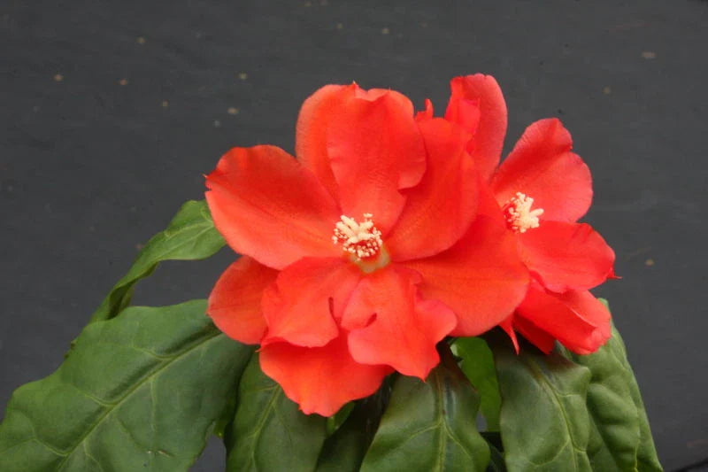 Pereskia bleo Cacti Plant in 4" Pot, Rare Abrojo Rodocactus Spine Cactus Succulent