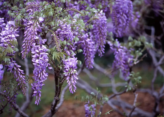 20 Wisteria Seeds for Planting - Purple Flowering Vine (Wisteria sinensis)