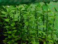 Pereskiopsis spathulata Grafting Stock Cactus Cuttings - 5 Pack, 6" - Ideal for Grafting and Propagation