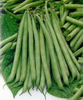 Slenderette Bush Bean Seeds, 500+ Non-GMO Seeds, Healthy and Great Tasting, Phaseolus vulgaris