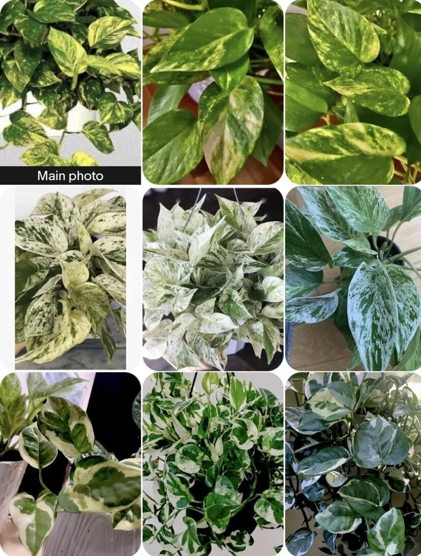 3 Well Rooted Marble Queen, N'Joy, Golden Pathos Plants in 3 Inch Pot - Epipremnum aureum Varieties