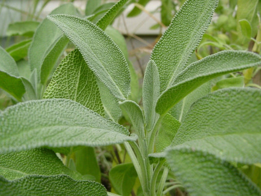 Broadleaf Sage Plant, Salvia Officinalis, NON-GMO, Various Sizes, Culinary Herb, Garden Plant, Free Shipping