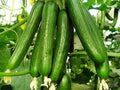 Beit Alpha Cucumber Seeds - 100+ Heirloom Organic Persian Lebanese - Fresh Cucumber Seeds for Home Gardening
