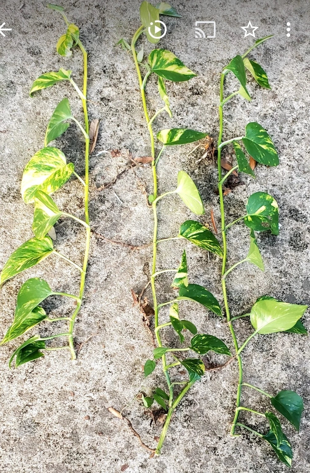 Giant Golden Hawaiian Pothos Plant - Epipremnum aureum - Indoor Houseplant with Vibrant Yellow Variegation