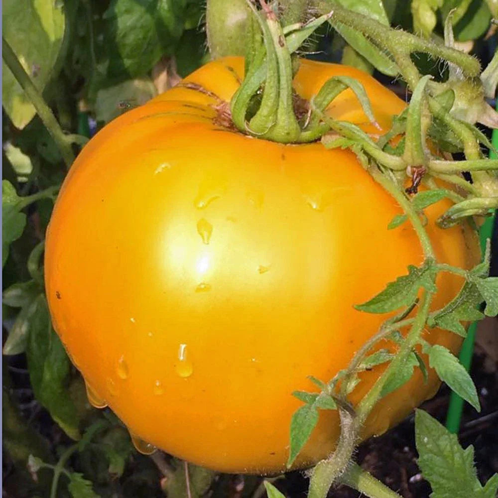 Golden Jubilee Heirloom Tomato Plants - Set of 2 - Live Starter Plants - 4-6 Inches - Solanum lycopersicum