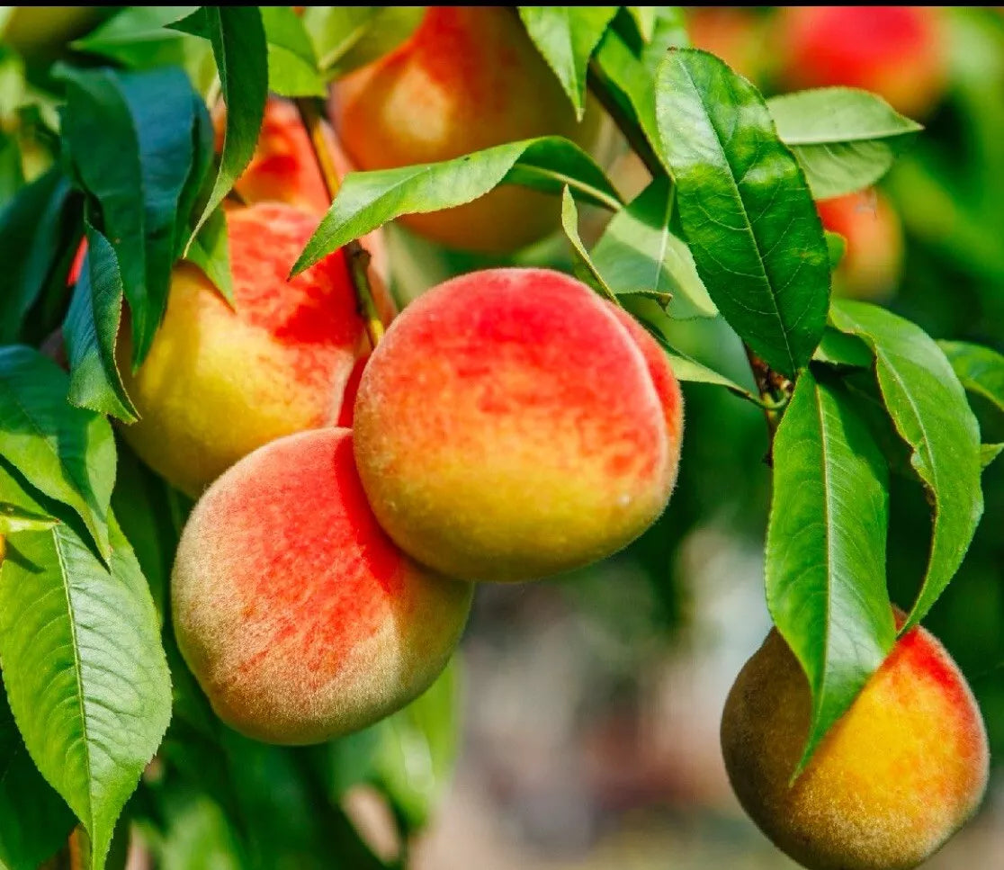 California Peach Tree Cuttings 6" Edible Sweet Prunus Persica Live Plant