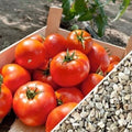 Homestead Tomato Seeds - 30+ Heirloom, Drought Resistant, Non-GMO, Organic - Solanum lycopersicum