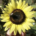 LEMON QUEEN SEEDS - 100+ Large Colorful Rare Wildflower Seeds - Helianthus annuus
