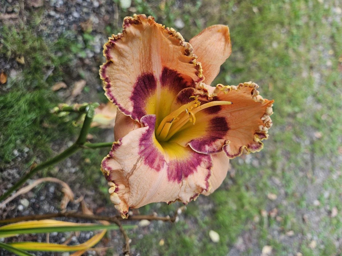 Daylily Plant - Rainbow Rhythm (King of Ages) - Hemerocallis - Colorful Perennial for Garden Landscapes