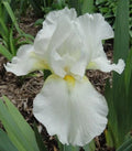 Tall Bearded Iris Plants - Ruffled White - 2 Pack - Iris germanica
