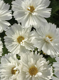 Cosmos Seeds - 100 Non-GMO Seeds - PSYCHE WHITE Unique White Blossoms - Cosmos bipinnatus