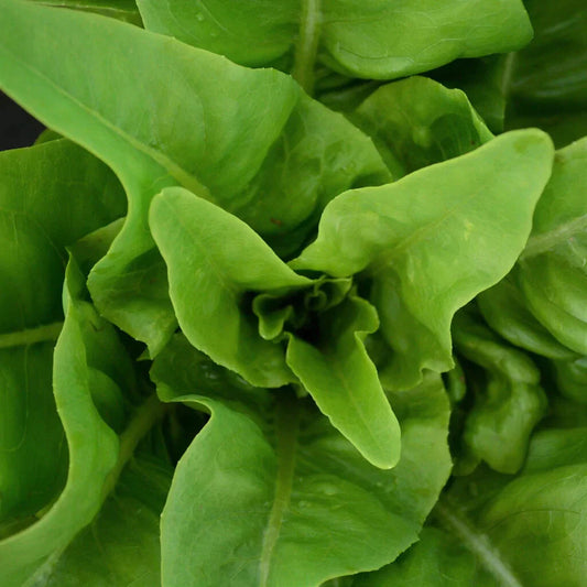 Amish Deer Tongue Lettuce Seeds, NON-GMO Heirloom, Matchless Variety, Organic Gardening, Free Shipping
