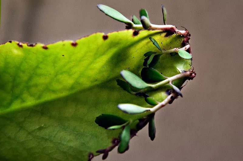 Kalanchoe Pinnata Plant - Miracle Leaf - Hawaiian Love - Katakataka - Succulent Houseplant