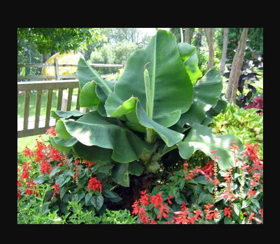 Little Prince Musa Banana Plant - Small Rooted Starter Plant - Tropical Indoor/Outdoor Decor - Musa acuminata