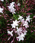 Pink Star Jasmine Cuttings - 16 Rooting Cuttings for Planting - Trachelospermum jasminoides