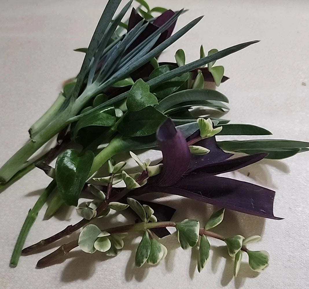 Live Plant Cuttings Set - 12 Pieces (6 Varieties) for Rooting - Perfect for Gardening and Plant Propagation