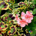 Mrs. Henry Cox Geranium Seeds - 25+ Color Variety - Ideal for Garden - Pelargonium x hortorum